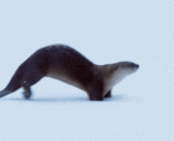 你一只水獭装什么企鹅？ - What kind of penguin do you have an otter?