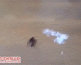 终于出现蟑螂害怕的武器了！哪能买呢？ - At last the cockroach is afraid of the weapon! Where can I buy it?