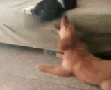 喵：吃我无敌连环喵喵拳 - Meow: eat my unbeatable meow meow