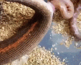 The process of producing small snakes,生小蛇的过程