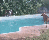 真是一只心机汪，耍起狗来也是有模有样 - It's a real trick to play tricks on a dog.