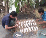 越南烤老鼠，黄金酥脆，外焦里嫩~~ - Vietnam roast mouse, crisp gold, outside the coke ~ ~
