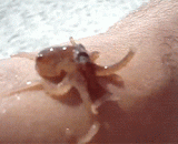 一只小章鱼，好可爱 - A little octopus, so cute