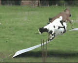 Is it swollen with low oil? A sudden death and baa,矮油这玩意肿么下呀？急死咩咩了