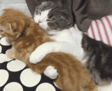 轻轻一撩，我就受不了~ - Gently, I can't stand it.