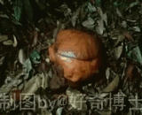 The largest flower in the world,世界上最大的花朵