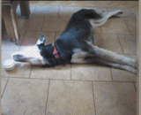 看看这个二哈纯不纯 - Look at this two Kazakhstan pure and pure