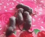 活吃小鼠仔！这位小同学可以挑战贝爷了 - Eat mice alive! This little schoolmate can challenge Mr.