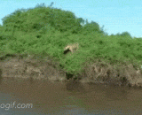 The Jaguar ambushed the crocodile, and it was a good meal!,美洲豹伏击鳄鱼，又是一顿美餐！