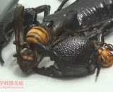 The king Scorpio eats the wasp, the process feels a little wonderful?,帝王蝎吃黄蜂，过程感觉有点奇妙？