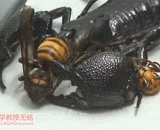 帝王蝎吃黄蜂，过程感觉有点奇妙？ - The king Scorpio eats the wasp, the process feels a little wonderful?