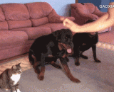 训练汪星人和喵星人，最后喵星人萌化了 - Training Wang Xing and meow stars, and finally the meow star was born.