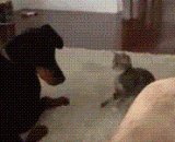 喵星人的动作简直萌化了 - The movements of the meow star are almost sprout