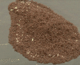 一大群蚂蚁，密集恐惧慎入！ - A large group of ants, dense fear and prudence!