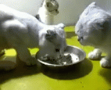 爸妈吵架总拿我出气 - My parents quarreled with me