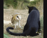 Get off to me, think owl is meow? You puppet meow!!,快给我滚开，以为猫头鹰就是喵吗？你个伪喵星人！！