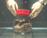 震惊！章鱼居然可以自行转开瓶盖，太聪明了[3P] - Shock! The octopus can turn the bottle cap on its own. It's too clever, [3P].