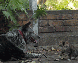 路遇恶犬，果断选择装疯卖傻....这演技...可以拿小金人了 - When you meet a bad dog, you choose to play the fool.