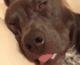 就你这样，还是不指望你看家了！ - You do not expect your home.