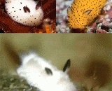 萌倒了日本的蛞蝓 - Sprout slugs in Japan