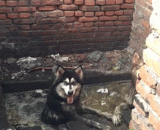 粪……粪坑……这俩二货还能要吗 - Dung... The manure pit... Do you still have the two or two?