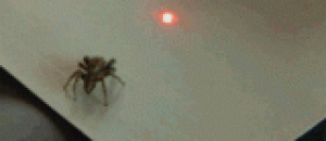 被激光笔逗得团团转的蜘蛛 - A spider that is teased by a laser pen