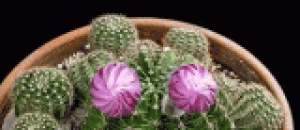 仙人掌花开瞬间，简直太美了 - When the cactus blossoms, it's so beautiful