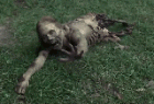 各种行尸走肉恐怖动态gif截图大全 - Dynamic GIF screenshots of all kinds of walking corpses