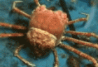蜘蛛蟹蜕壳过程 - Shedding process of spiders and crabs