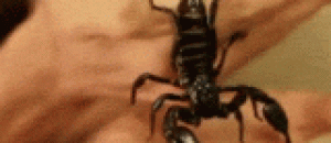 活吃大蝎子，哥们口味挻重！ - Live a big scorpion.