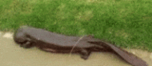 日本小哥在河边走时遇到的日本大蝾螈，有点萌萌的 - The Japanese salamander, a young Japanese brother who was walking along the river, was a bit sprouting.