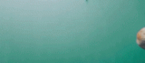 阿富汗猎犬水底游泳，差点把我吓尿了 - The Afghan Hound swam underwater and almost scared me out of the urine.