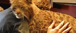 黏人的山猫 - A clingy cat