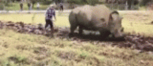 用犀牛耕田，简直霸气侧露啊 - To plow the field with a rhinoceros