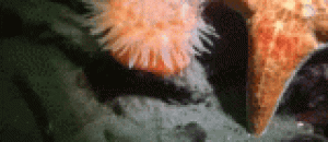 海葵是如何移动的？ - How does the sea anemone move?
