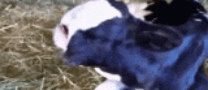 无鼻牛，天生畸形 - Innate bovine, congenital malformation
