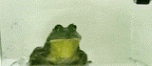 蛙类呕吐方式 - Frogs' way of vomiting