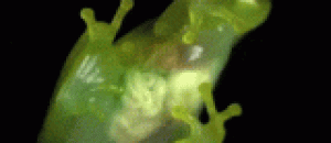 透明蛙，内脏都看到了 - The transparent frog, the viscera is seen