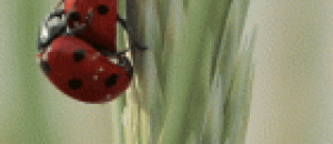 七星瓢虫的交配方式 - Mating mode of ladybug