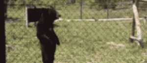一只已经修炼成精的棕熊，用两条腿走路 - A brown bear has been trained to walk on two legs.